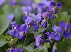 Image result for Wild Violet Plants