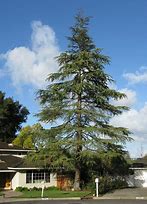 Image result for Cedar Wood Tree