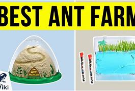 Image result for Beautiful Ant Farms