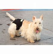 Image result for Healers Anxiety Vest For Dogs, Small, Front Module
