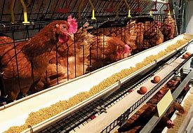 Image result for Chicken Egg Production