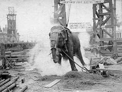 Image result for Execution by Elephant
