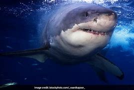 Image result for Shark Attack Perth