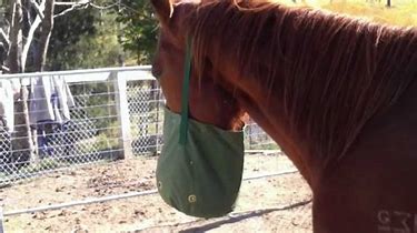 Image result for horse with feedbag