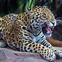 Image result for Congo River Basin Rainforest Animals