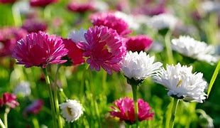 Image result for 1920X1080 Flowers
