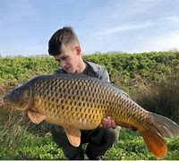 Image result for Types of Carp