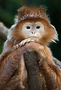 Image result for Hilarious Monkey