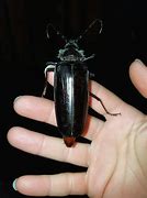 Image result for Giant Beetle