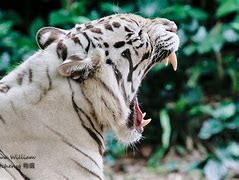 Image result for White Tiger Zoo UK