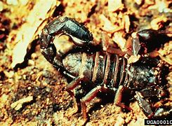 Image result for Scorpion Side View