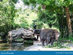 Image result for Singapore Zoological Garden