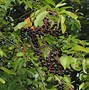Image result for Wild Cherry Fruit