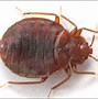 Image result for Fire Ant Species