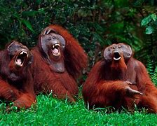 Image result for Funny Animals Laughing