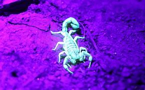 Image result for Scorpion Hunting