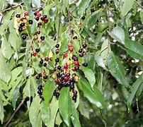Image result for Wild Black Cherries