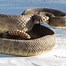 Image result for Rattlesnake Habitat