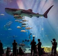 Image result for Aquariums Near Me to Visit