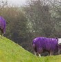 Image result for Sheep in Snow