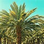Image result for Pine Trees of Israel