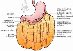 Image result for Greater and Lesser Omentum Anatomy