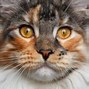 Image result for Maine Coon Mixed-Breed