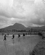 Image result for Korean Soldiers in Vietnam War Massacre