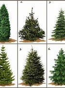 Image result for Christmas Tree Types