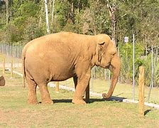 Image result for Australia Zoo Elephants