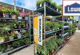 Image result for Garden Plants Sale Clearance