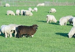 Image result for Black Sheep New Zealand