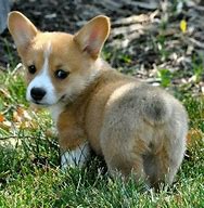 Image result for Funny Cute Corgi Puppies