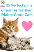 Image result for Famous Twin Cat Names