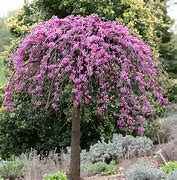 Image result for Merlot Redbud Tree, 4-5 Ft- Brand New Variety Of Redbud With Stunning Deep Purple Foliage | Flowering Trees