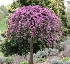 Image result for Merlot Redbud Tree, 4-5 Ft- Brand New Variety Of Redbud With Stunning Deep Purple Foliage | Flowering Trees
