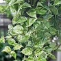 Image result for Hanging Plant Types