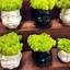 Image result for Garden Head Planters