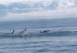 Image result for Myrtle Beach sharks