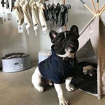 Image result for Designer Dog Clothing
