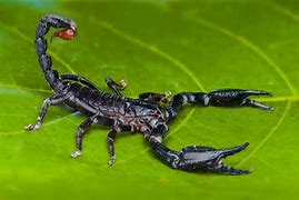 Image result for Tropical Scorpion