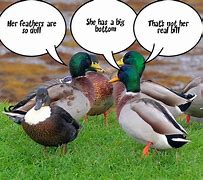 Image result for Duck in a Bar Joke