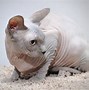 Image result for A Sphinx Cat