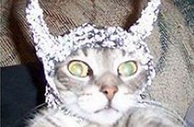 Image result for Cat Wearing Tin Foil Hat