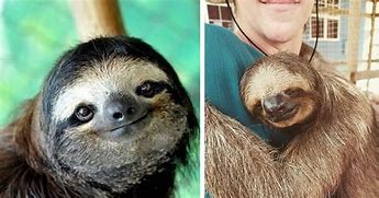 Image result for Creepy Sloth Smiles
