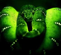 Image result for Snake Background