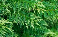 Image result for western red cedar trees
