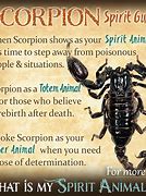 Image result for Scorpion Spiritit Animal