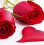 Image result for Beautiful Roses for You