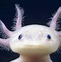 Image result for Real Weird Animals